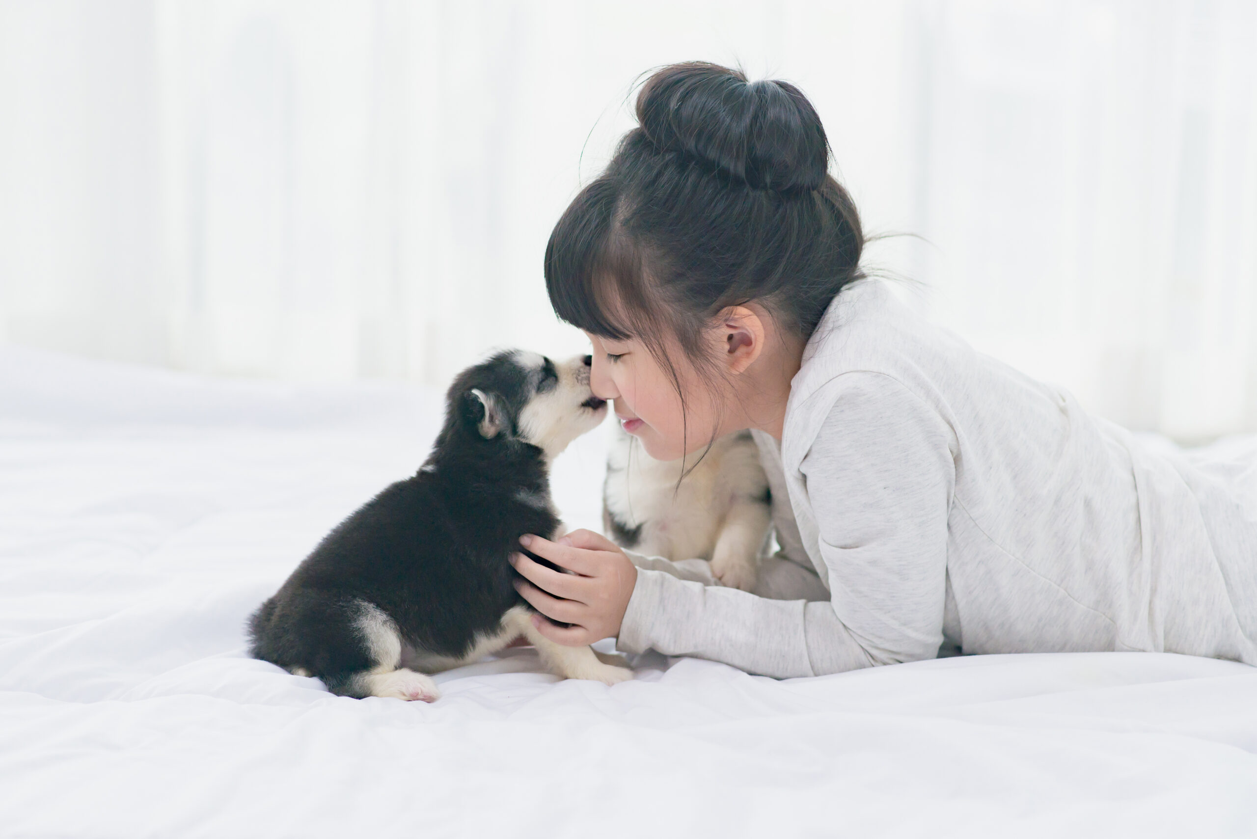 Little asian girl lying with siberian husky puppy on bed